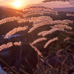 El amor en todo lo que nos rodea y sus manifestaciones